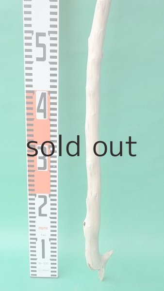 画像6: 枝流木 (6)