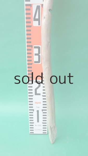 画像5: 棒流木 (5)