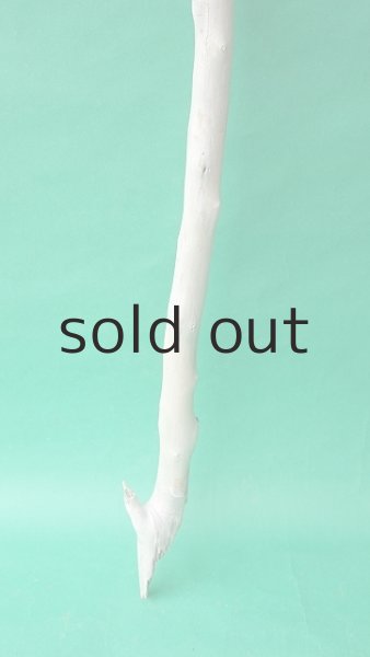 画像2: 枝流木 (2)