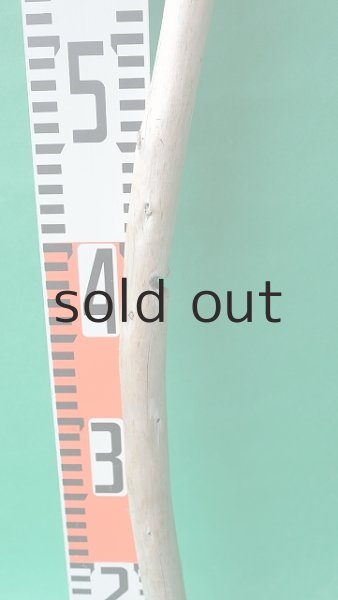 画像6: 棒流木 (6)