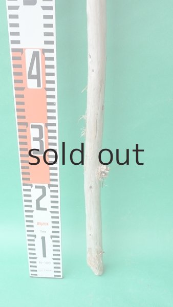 画像5: 棒流木 (5)