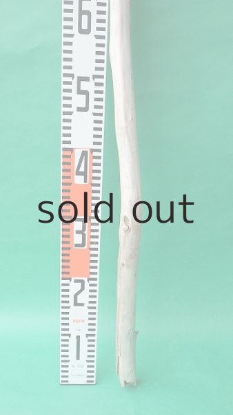 画像5: 棒流木 (5)