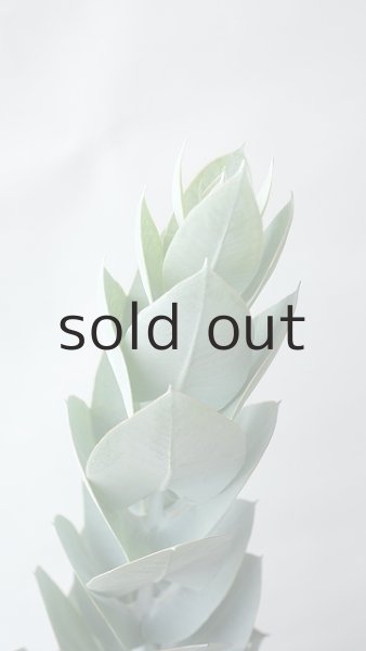 画像5: Dry plants for decor ユーカリ生切り枝(マクロカルパ)タイプ350〜500mm (5)
