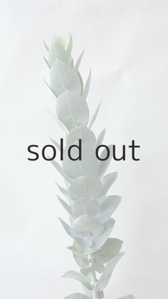 画像2: Dry plants for decor ユーカリ生切り枝(マクロカルパ)タイプ350〜500mm (2)