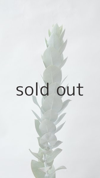画像3: Dry plants for decor ユーカリ生切り枝(マクロカルパ)タイプ350〜500mm (3)