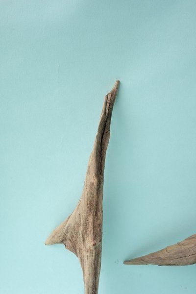 画像4: 変形流木セット (4)