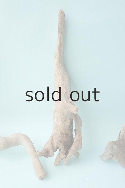 画像3: 流木根セット (3)