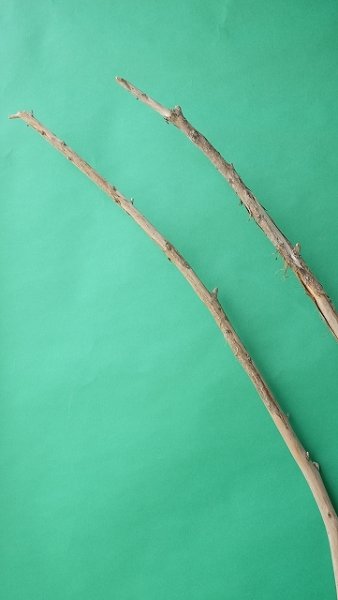 画像4: 棒流木セット（outlet） (4)