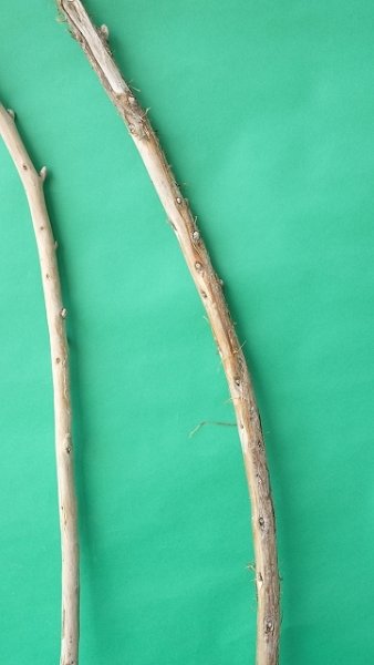 画像3: 棒流木セット（outlet） (3)