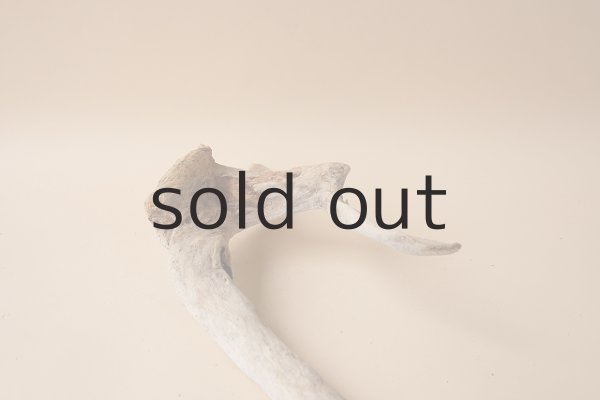 画像6: 変形流木 (6)