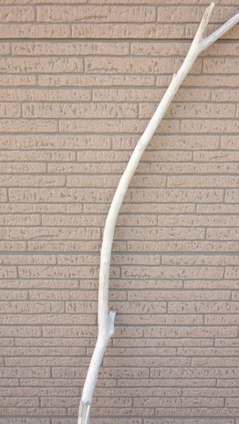 画像3: 棒流木 (3)