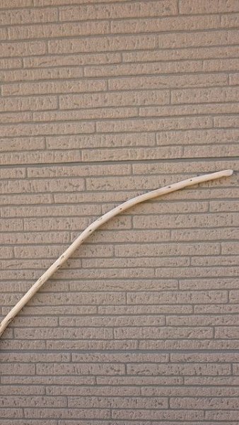 画像4: 棒流木 (4)