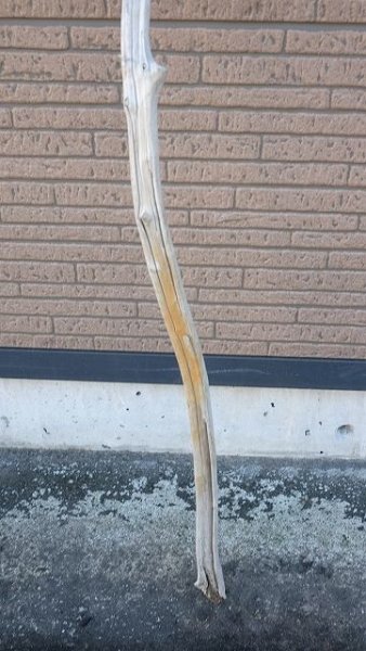 画像2: 棒流木 (2)