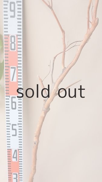 画像7: 枝流木 (7)