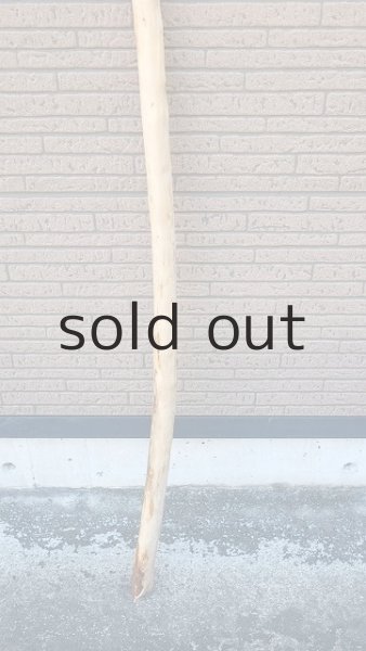 画像2: 棒流木 (2)