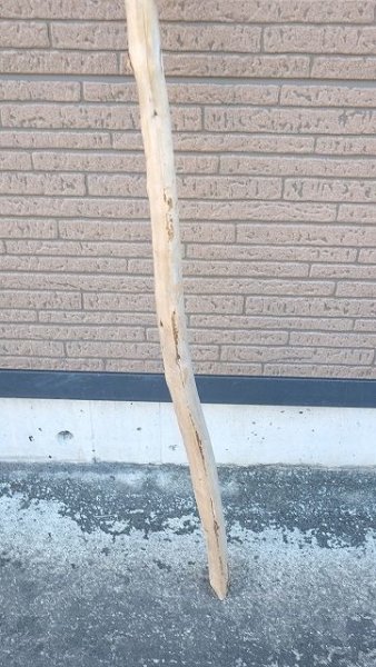 画像2: 棒流木 (2)