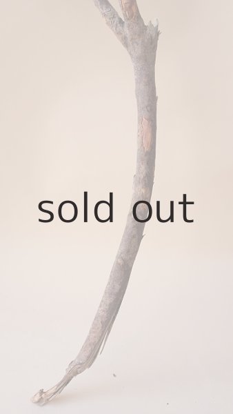 画像6: 枝流木 (6)