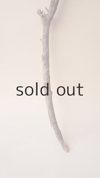 画像2: 枝流木 (2)