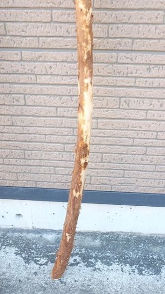 画像5: 棒流木・長尺 (5)