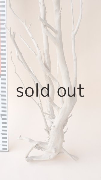 画像6: 枝流木 (6)