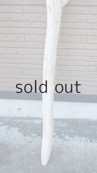 画像5: 棒流木 (5)