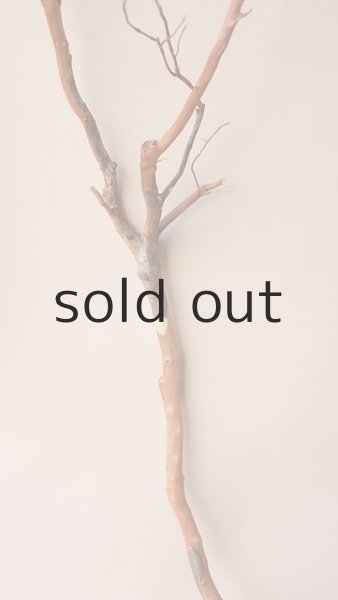 画像3: 枝流木 (3)