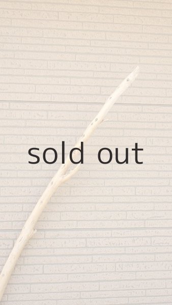 画像4: 棒流木・長尺 (4)