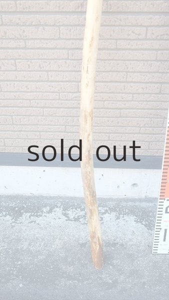 画像5: 棒流木 (5)