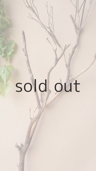 画像3: 枝流木 (3)