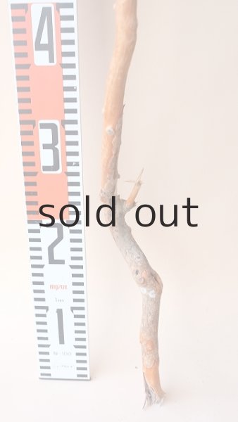 画像6: 枝流木 (6)