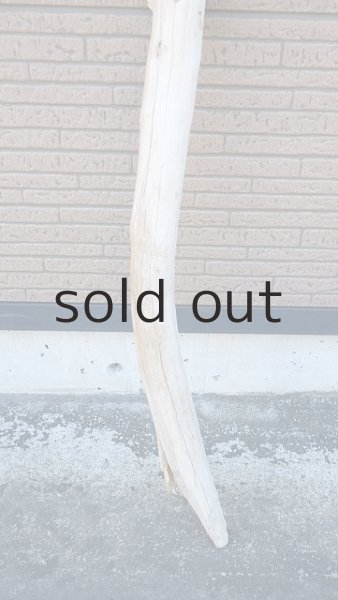 画像2: 棒流木 (2)