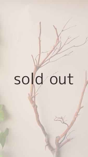 画像4: 枝流木 (4)