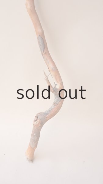 画像2: 枝流木 (2)