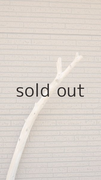 画像4: 棒流木 (4)