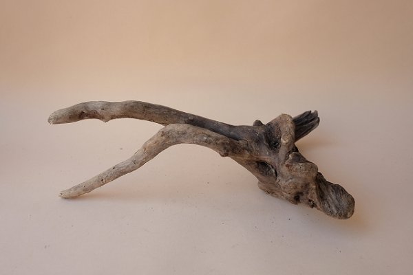 画像5: 流木根 (5)