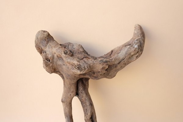 画像3: 流木根 (3)