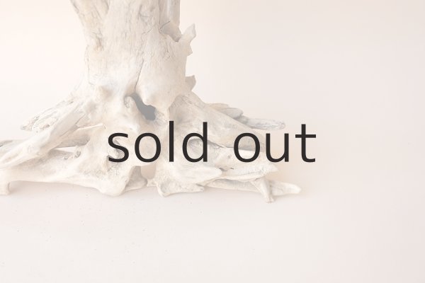 画像3: 流木根 (3)