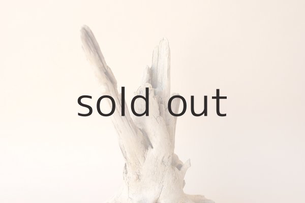 画像4: 流木根 (4)