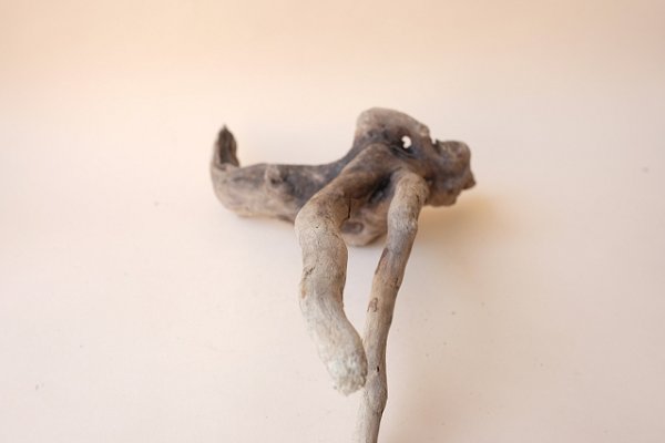 画像6: 流木根 (6)