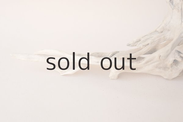 画像2: 流木根 (2)