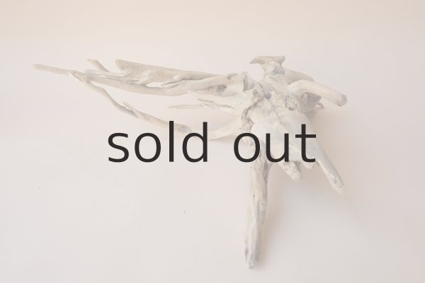 画像6: 流木根 (6)