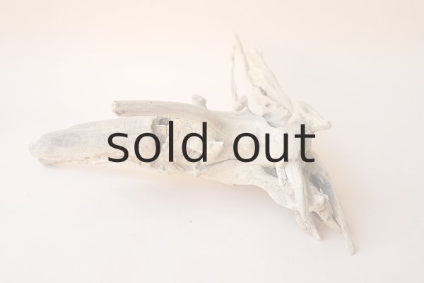 画像7: 流木根 (7)