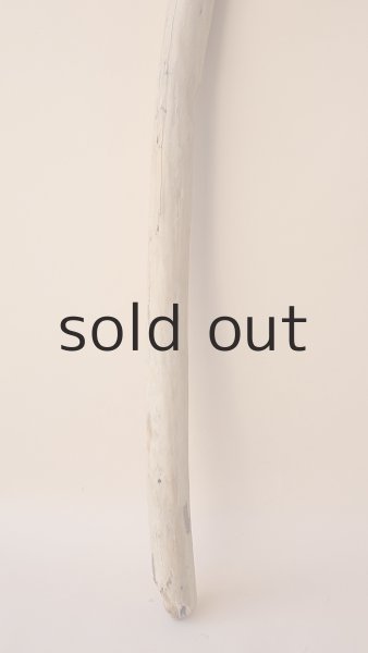 画像2: 棒流木 (2)