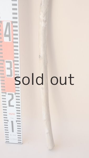 画像5: 棒流木 (5)