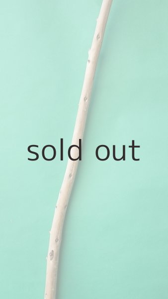 画像3: 棒流木 (3)