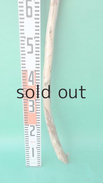 画像5: 棒流木 (5)