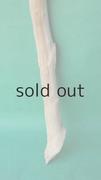 画像2: 棒流木 (2)