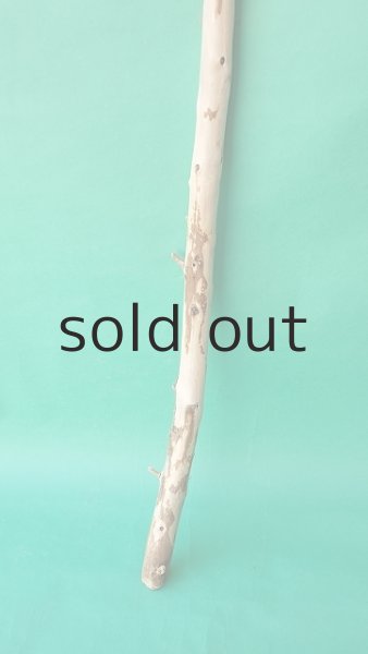 画像2: 棒流木 (2)