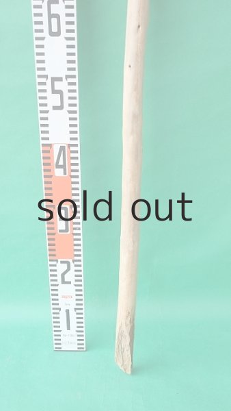 画像5: 棒流木 (5)