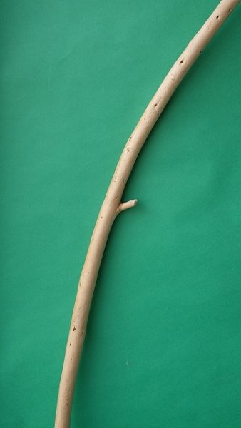 画像3: 棒流木 (3)